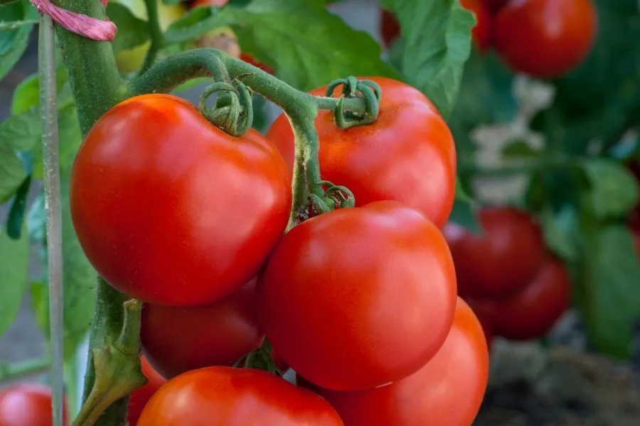 Fresh tomatoes  from Zina Shopping Mall